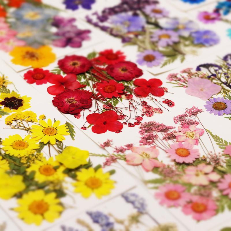Nail Art Natural - Real Natural Pressed Dried Plant Flowers