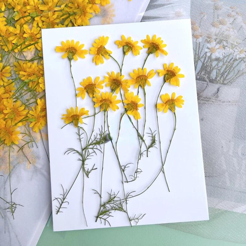6-10cm/24pcs,Nature Pressed Ch - Nail Art Natural recension och pris