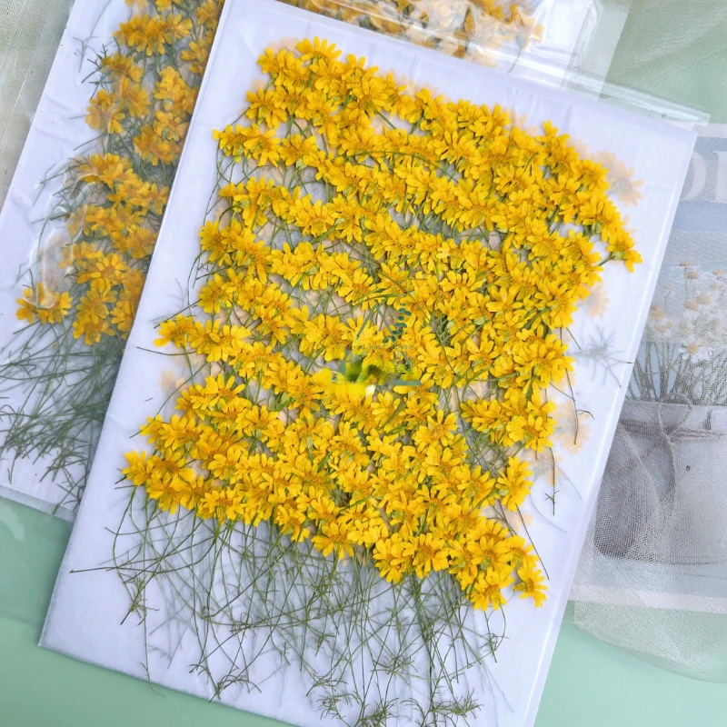 6-10cm/24pcs,Nature Pressed Ch - Nail Art Natural recension och pris
